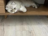 Scottish Straight Kedimiz