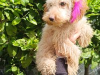 5 Aylık Tüm Aşıları Tam Maltipoo