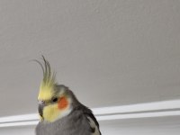 Ev Bakımlı Temiz Eş Kuşlar