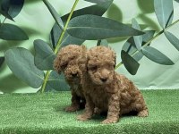 Toy Poodle Yavru