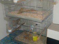 Slm Bir Çift Yerli Takım Muhabbet Kuşum Satılıktır