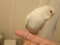 Muhabbet Kuşu Yavrularımız