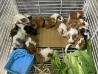 Çok Tatlı Rengarenk Ginepigler Adana Kobay