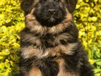 Alman Çoban Köpeği Yavrularımız