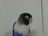 Hazır eş mutasyon sevda papağanı takım