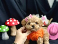 Küçük Boy Minik Maltipoo Bebekler