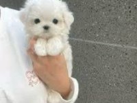 Maltese terrier ev doğumlu sıfır numara