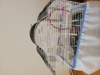 Acil Satılık Rozella Papağanı