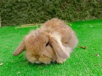 Hollanda teddy lop tavşan yavru