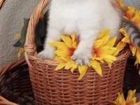 Muhteşem Silver Point British Shorthair