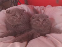 A Kalite Dişi Scottish Fold 2 Aylık