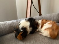 Yeni Guinea Pig Yavrularımıza Aile Olmak İster Misiniz?