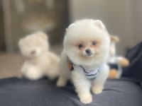 Ayı Surat Pomeranian Boo Köpek Yavruları