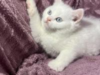 British güzel bebek