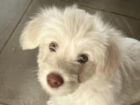 Maltipo kırması 3 aylık erkek köpek