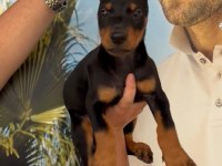 Irk ve sağlık garantili doberman yavrular