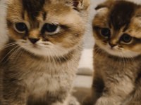 Güzeller Güzeli Scottish Foldlar