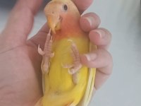 Evcil ısırmayan sevda papağanı yavrusu