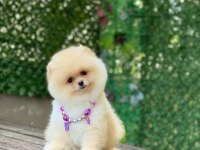 Orjinal Ayıcık Surat Dişi Pomeranian Boo