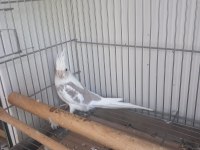 Yeni Yeme Düşen Sultan Papağanlar