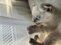 Siyam Mavi Gözlülerimiz Yeni Sahiplerini Arıyor