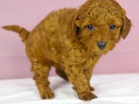 Mükemmel Güzellikte Poodle Bebeğim