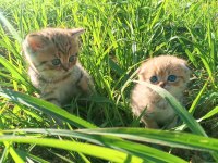 British Shorthair Yavru Kedisi