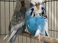 Üst Vasıf Show Takım Muhabbet Kuşlar