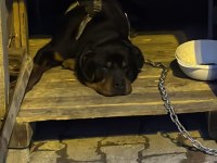 Hastasına Uyumlu Rottweiler Acill