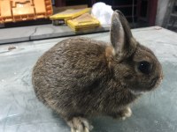 Safkan Hollanda Cüce Tavşanlar (Kırma Değildir)