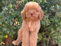 Ruhsatlı İşletmeden Toy Poodle