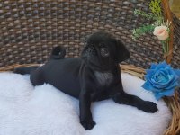 Irk Garantili Pug Yavruları
