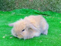 Hollanda Teddy Lop Tavşan Yavrular Gönderim Yapılır