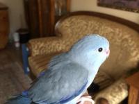 El beslemeye uygun forpus yavrular