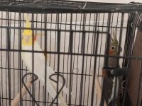 Acil Kafes Ve Yuvalık İçinde Çift Sultan Papağanı