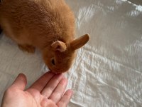 Orjinal Hollanda Cüce Tavşan