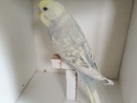 Yeme Düşmüş Muhabbet Kuşu Yavruları