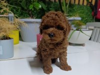 Tea Cup Boyutlarda Poodle Bebeklerimiz