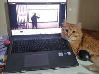 Sevgi Dolu Yuvaya İhtiyacı Olan Tatlı Bir Sarman