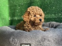 Toy Poodle Köpeği