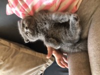 Kaliteli yavrular piyasadan uygun son yavru kediler