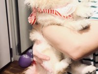 Gülen Surat Pomeranian 1,5 Yaşında