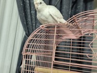 6 Aylık Albino Sultan Papağanı