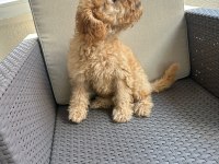 2.5 Aylık Tuvalet Eğitimli Erkek Toy Poodle