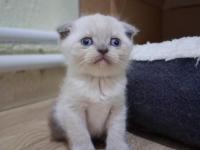 Oyuncu scottish fold bebişler