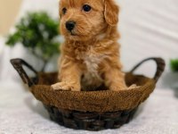 Muhteşem Baby Surat Maltipoo Bebekler