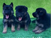 Showline alman kurdu yavrularımız