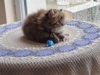 Çiko Yavru Kedimizyeni Sahiplerini Bekliyor