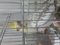 Çift Sultan Papağanı