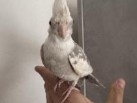 Konuşan 5 Aylık Sultan Papağanı